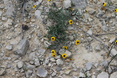 Sanvitalia fruticosa