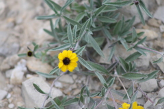 Sanvitalia fruticosa