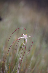 Caladenia pendens