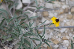 Sanvitalia fruticosa