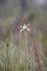 Caladenia pendens