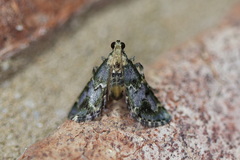 Arescoptera haplocala