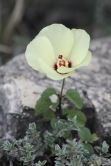 Hibiscus elegans