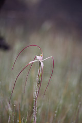 Caladenia pendens