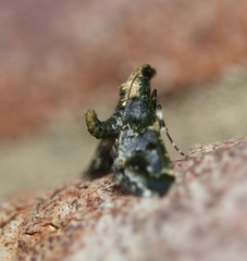 Arescoptera haplocala