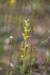 Prasophyllum gracile