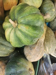 Cucurbita
