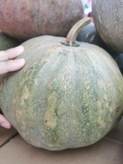 Cucurbita