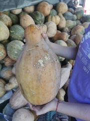 Cucurbita