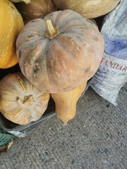 Cucurbita