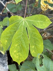 Manihot chlorosticta