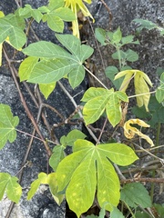 Manihot chlorosticta