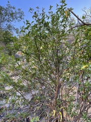 Bursera cerasiifolia