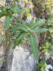 Bursera cerasiifolia