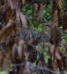 Dasyprocta fuliginosa