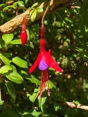 Fuchsia magellanica