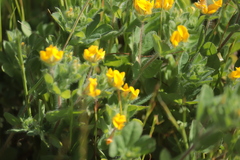 Lotus subbiflorus subbiflorus