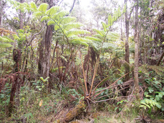 Cibotium glaucum