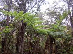 Cibotium glaucum