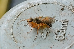 Machaerothrix salticidus