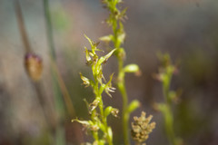 Prasophyllum gracile