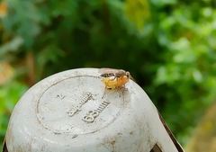 Machaerothrix salticidus