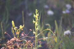 Prasophyllum gracile