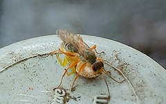 Machaerothrix salticidus