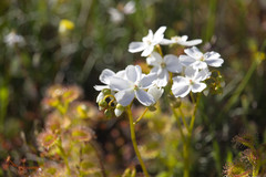 Drosera rupicola