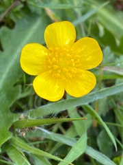 Ranunculus