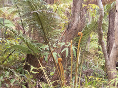 Cibotium glaucum