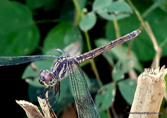 Lathrecista asiatica