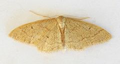Idaea productata