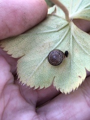 Perforatella bidentata