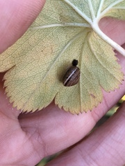 Perforatella bidentata