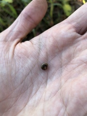 Perforatella bidentata