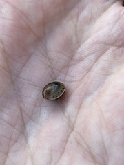 Perforatella bidentata