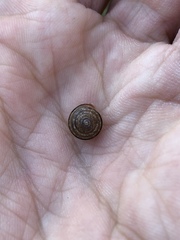 Perforatella bidentata