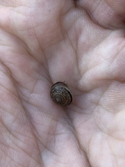 Perforatella bidentata