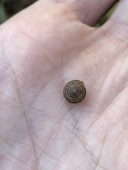 Perforatella bidentata