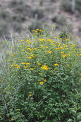 Sidneya pinnatilobata