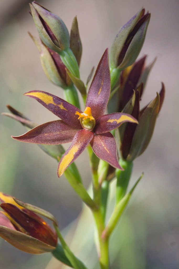 Thelymitra magnifica