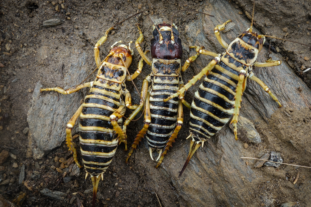 Mountain Stone Weta
