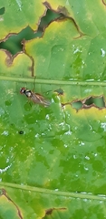 Tanypezidae