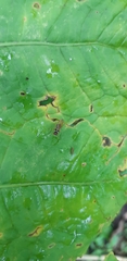 Tanypezidae