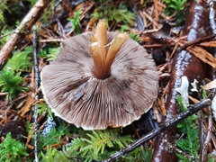 Agaricus kerriganii