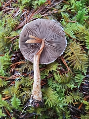 Agaricus kerriganii