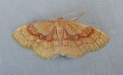 Leptostales rubromarginaria