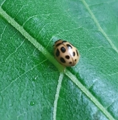 Zagreus decempunctatus