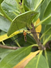 Aurotipula clara
